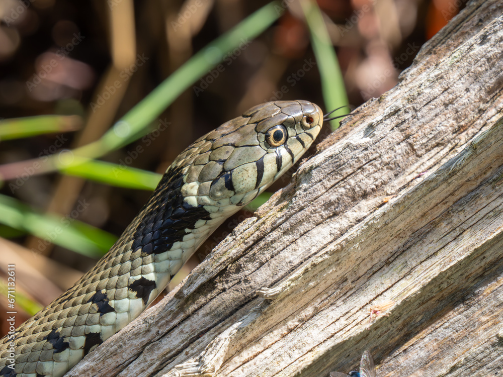 Obraz premium Grass Snake