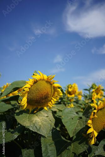 Sunflower field with blue sky