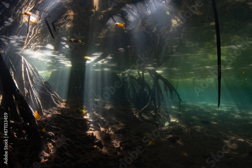 Beams of sunlight filter into the shadows of a mangrove forest in Raja Ampat, Indonesia. Mangrove habitats help support the incredible marine biodiversity found in this tropical region. © ead72