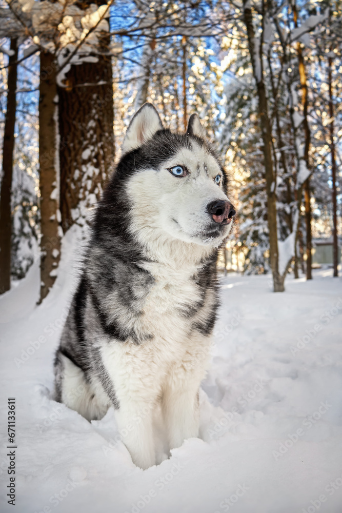 Siberian Husky dog in winer sunny forest, close-up portrait. Siberian Husky dog in winer sunny forest, close-up portrait.
