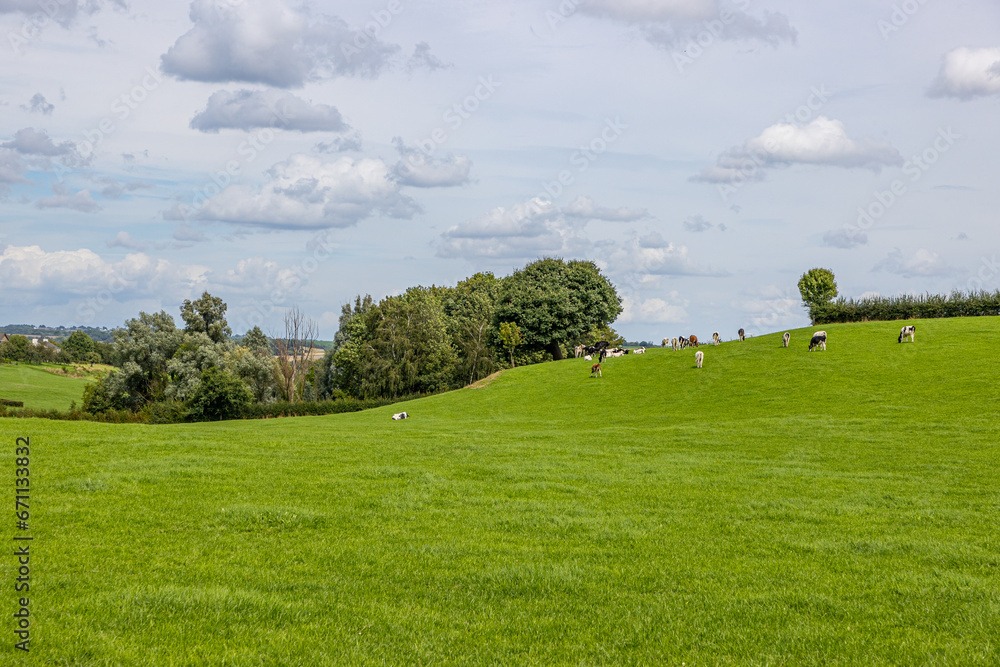 Plain with green grass in Dutch livestock agricultural landscape, herd of cows grazing and leafy trees in background against cloud covered sky, sunny day in Epen, South Limburg, Netherlands Plain with green grass in Dutch livestock agricultural landscape, herd of cows grazing and leafy trees in background against cloud covered sky, sunny day in Epen, South Limburg, Netherlands