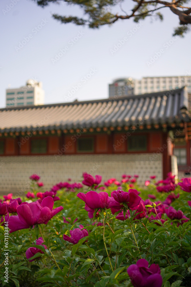 Pink flowers with traditional korean house in the background
