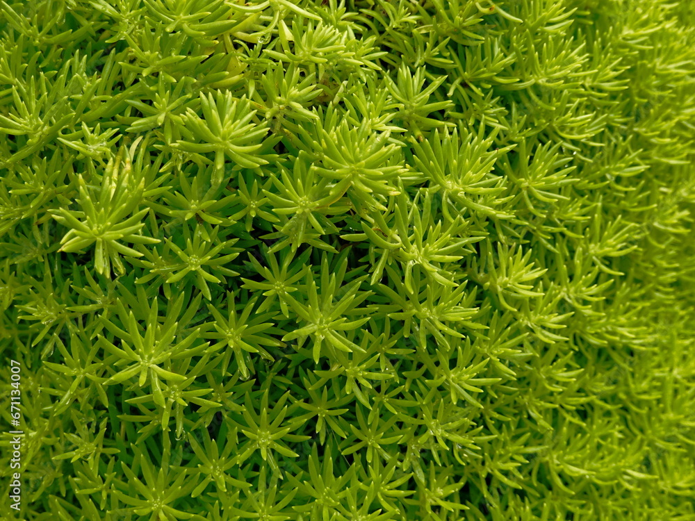 Green moss background. Close-up of green moss texture. Top view. Green moss background. Close-up of green moss texture. Top view.