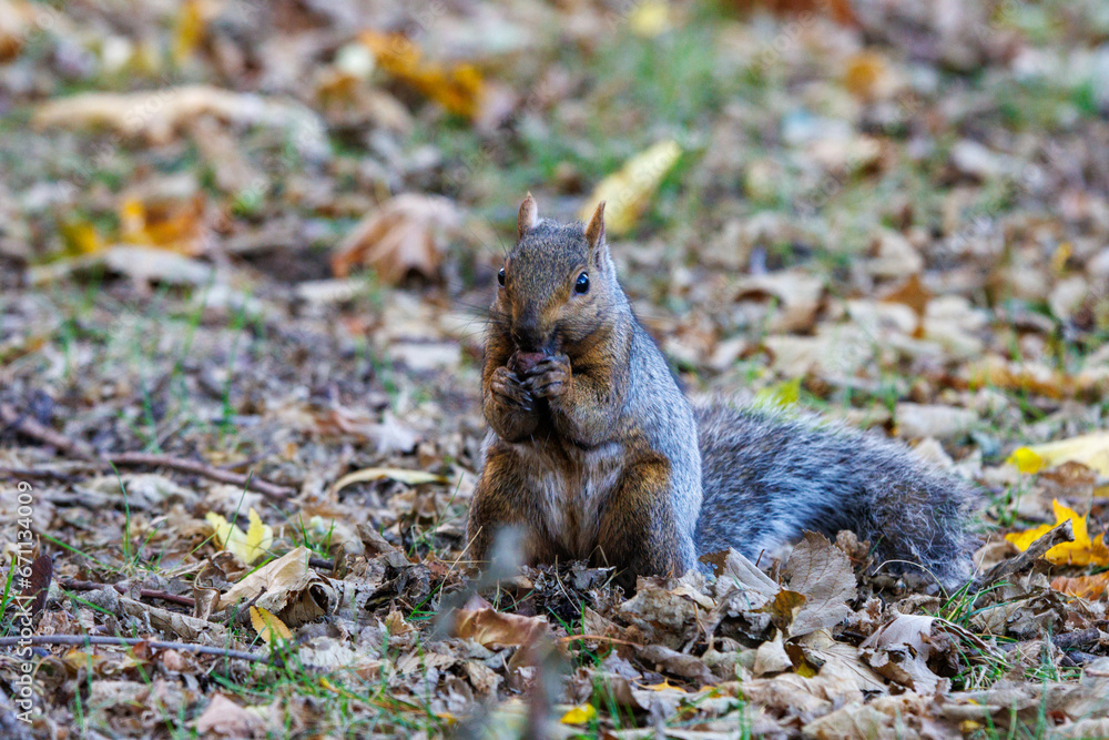 A squirrel foraging for nuts during the autumn season. A squirrel foraging for nuts during the autumn season.