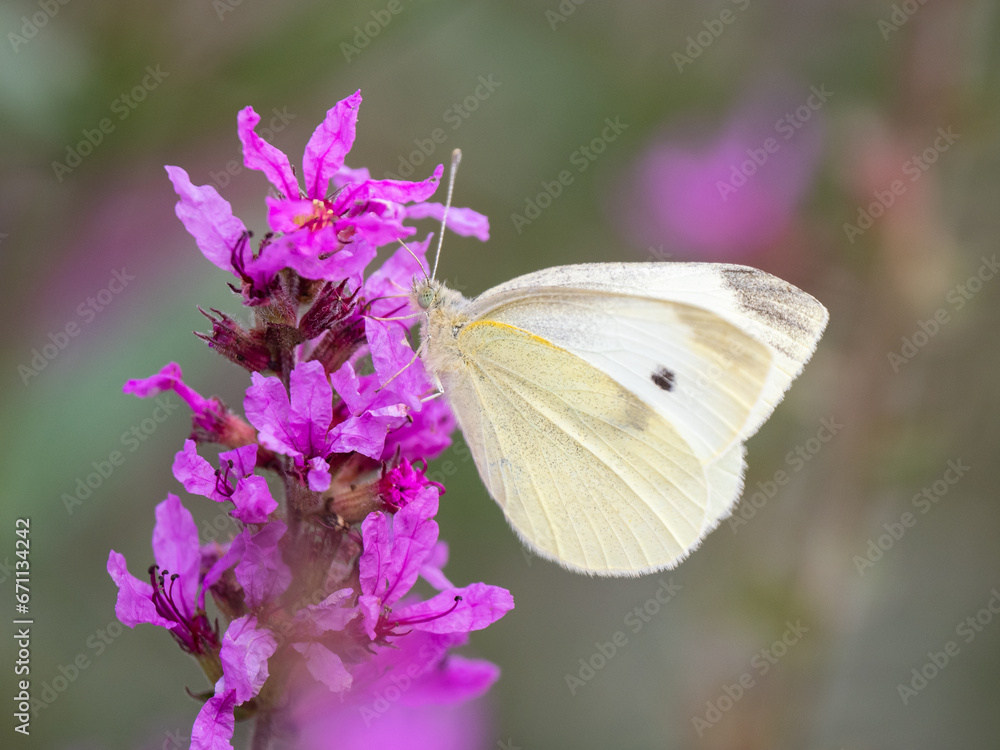 Small White Butterfly feeding on a Flower Small White Butterfly feeding on a Flower