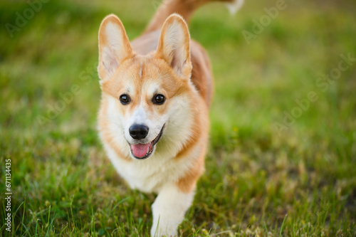 Portrait of a cheerful Welsh Corgi dog, on a walk, running outside on green grass on a summer day.