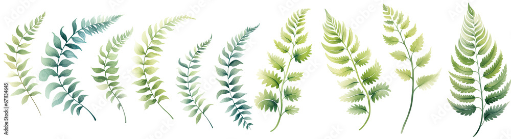 watercolor fern leaves illustration transparent background, PNG. watercolor fern leaves illustration transparent background, PNG.