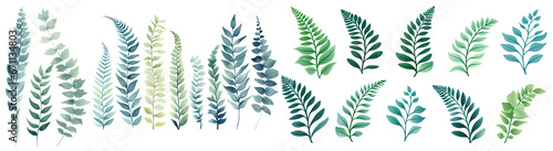 watercolor fern leaves illustration transparent background  PNG.