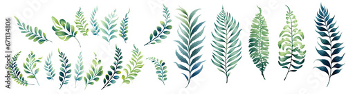 watercolor fern leaves illustration transparent background, PNG.