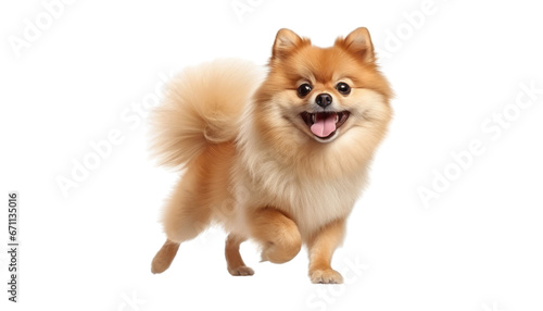 happy pomeranian dog portrait isolated on transparent background cutout photo
