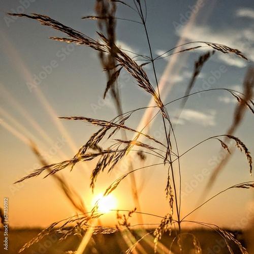 sunset in a field 