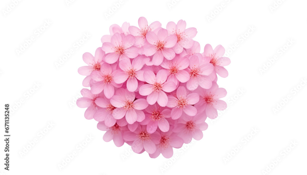 Obraz premium pink carnation flower isolated on transparent background cutout