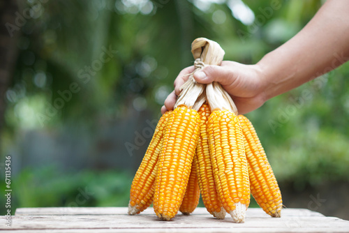 Close up hand hold dried corns or maizes, peeled off and tied peels. Outdoor nature background. Concept, economic agriculture crops in Thailand. Maizes are used as material for producing animal feed.  photo