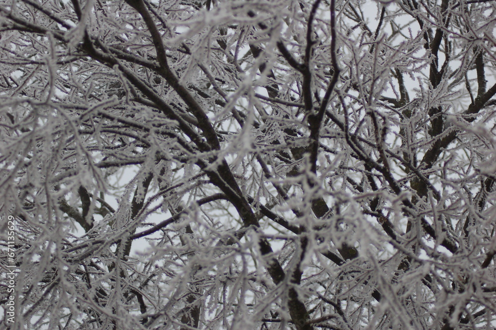 arbol con escarcha arbol con escarcha