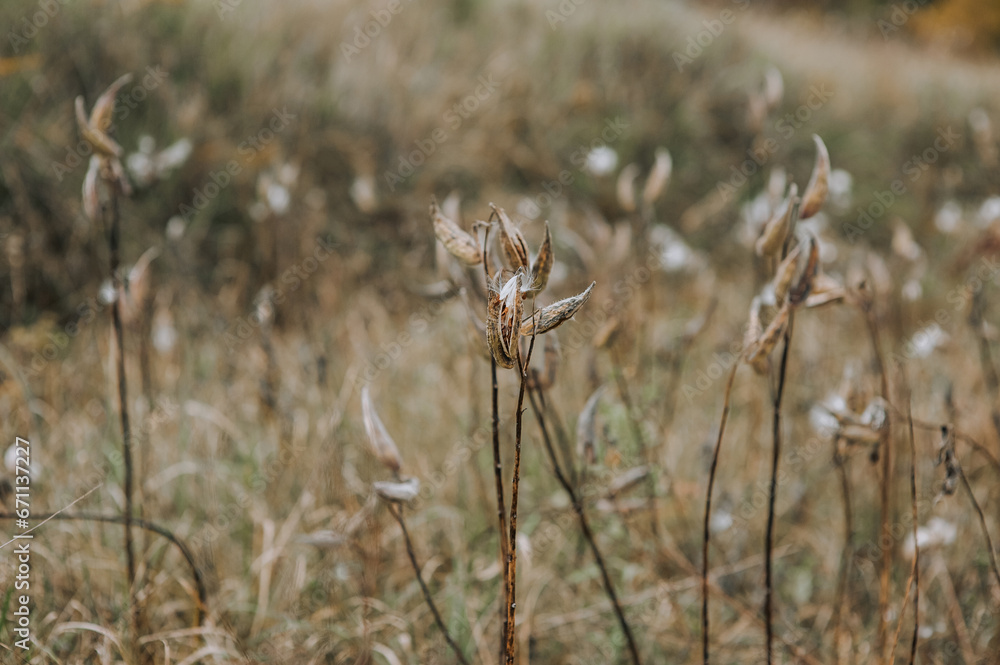 Blooming Asclepias syriaca rare herbaceous plant in a field in autumn outdoors. Photography, nature. Blooming Asclepias syriaca rare herbaceous plant in a field in autumn outdoors. Photography, nature.