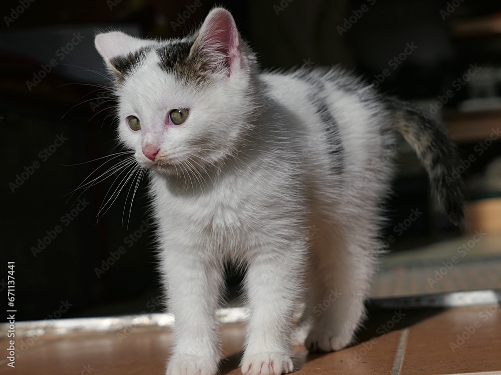 Cute bicolor, but mostly white male kitten walking out of garden shed door, sunlit by autumn daylight sunshine. 