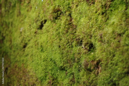 Green moss on the stone