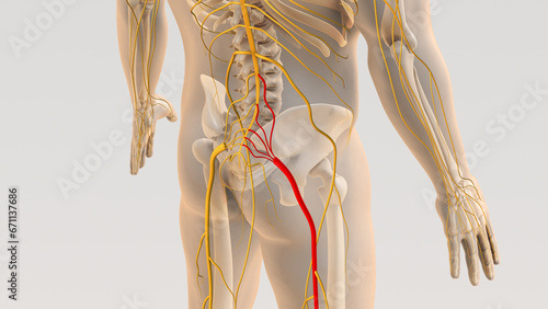 Sciatica spine and nerve pain medical concept	
 photo