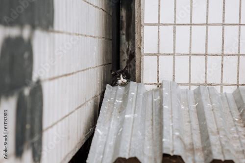 A beautiful stray cat peeks out, hiding from fear in the crack of a Ukrainian ruins building. Photography, portrait of an animal.