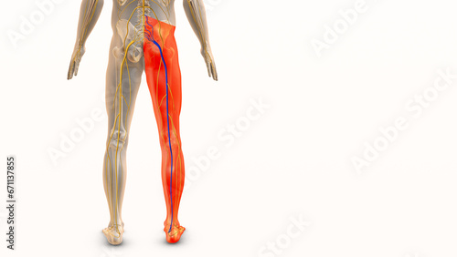 Medical concept for sciatic nerve discomfort	
 photo