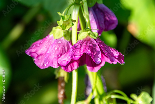 Eine lila Stockrose Alcea rosea in einem Bauerngarten nach einem Regen im Sonnenschein