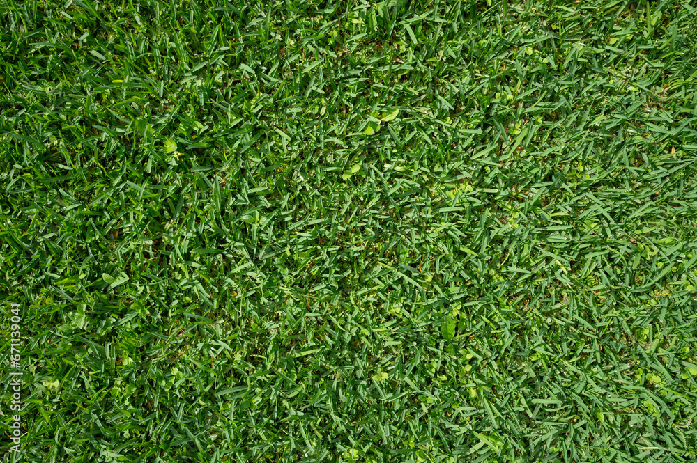 Green abstract wet grass texture Green abstract wet grass texture