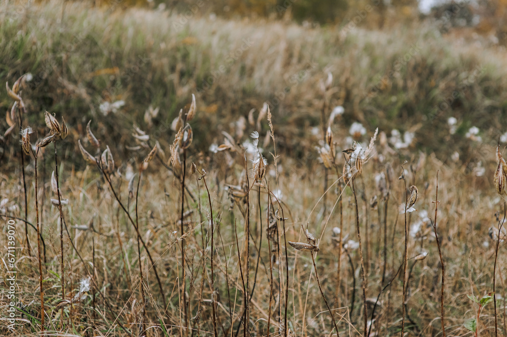 Blooming wild flower Asclepias syriaca rare herbaceous plant in a field in autumn outdoors. Photography, nature. Blooming wild flower Asclepias syriaca rare herbaceous plant in a field in autumn outdoors. Photography, nature.