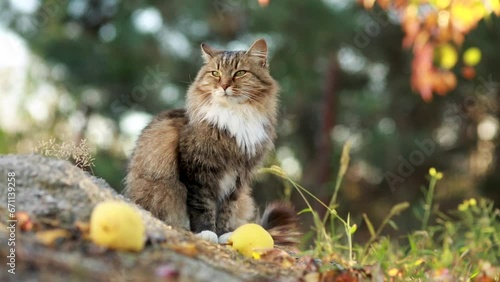beautiful fluffy red Siberian cat walking outdoors in autumn countryside yard, pet sitting under pear tree among fallen leaves in sunlight on nature