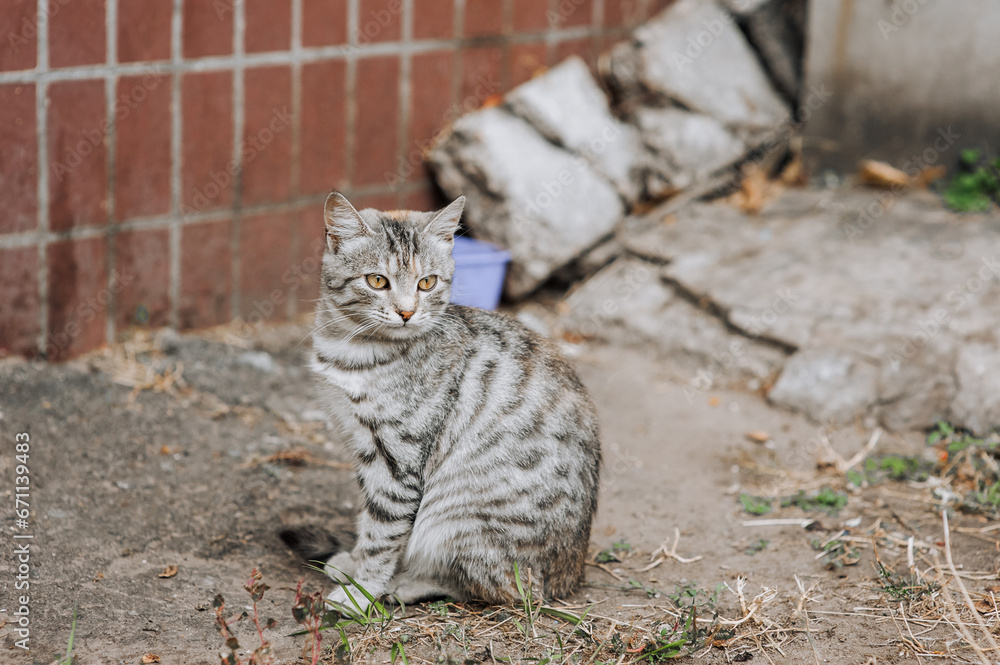 Photograph, portrait of a beautiful homeless gray tabby sitting cat.