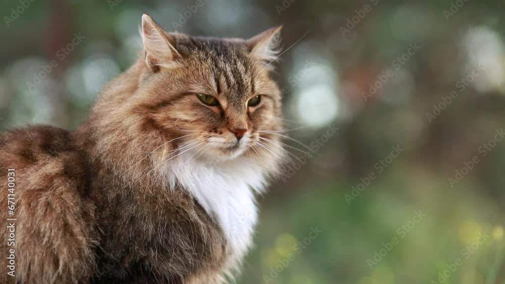beautiful fluffy red Siberian cat walking outdoors in autumn countryside yard, pet sitting among fallen leaves on nature beautiful fluffy red Siberian cat walking outdoors in autumn countryside yard, pet sitting among fallen leaves on nature