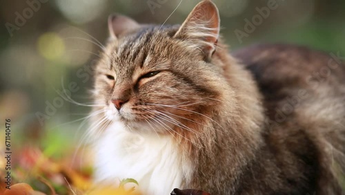 beautiful fluffy red Siberian cat walking outdoors in autumn countryside yard, pet sitting among fallen leaves on nature