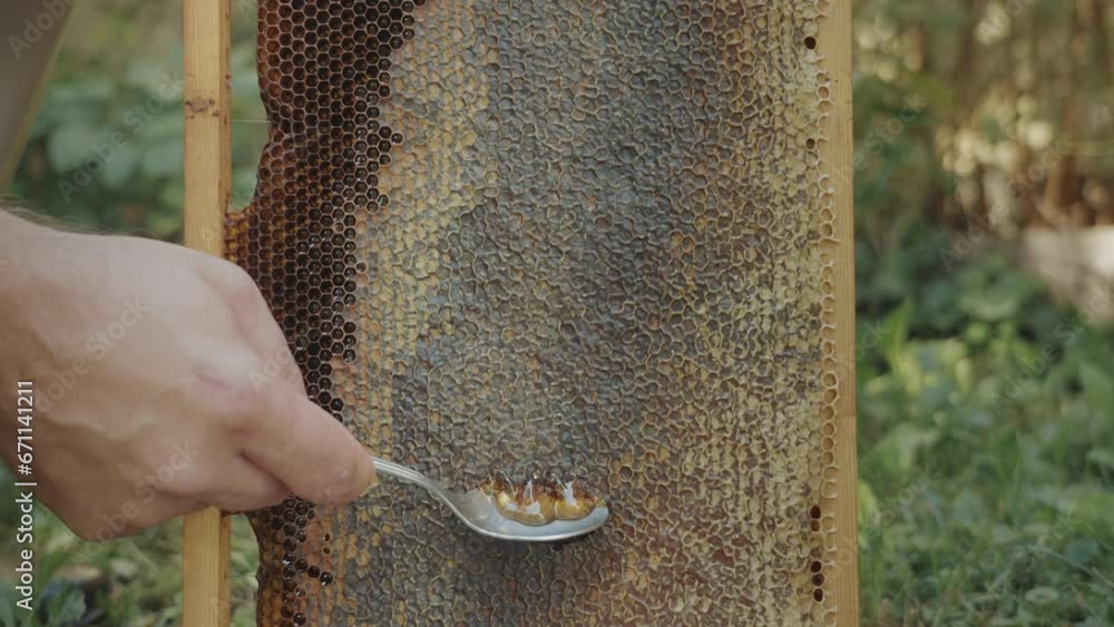 Observation Hive / 4 Frame Bee Hive For Classroom Or STEM Projects