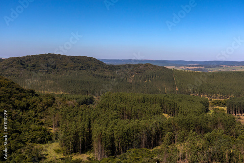 view of eucalyptus plantation, with vegetation and mountains in the background.