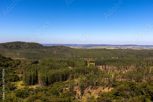 Fototapeta Naklejka Na Ścianę i Meble -  view of eucalyptus plantation, with vegetation and mountains in the background.