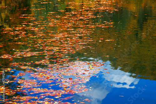 Autumn yellow fallen leaves on float on water, background texture. Colourful fall leaves in pond lake wate. Fall season leaves in rain puddle. Sunny autumn day foliage.