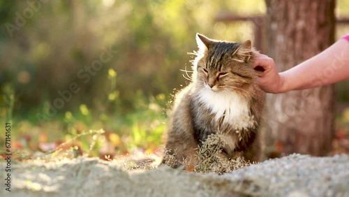 woman hand pet beautiful fluffy red Siberian cat walking outdoors in autumn countryside yard, pet under tree among fallen leaves in sunlight on nature