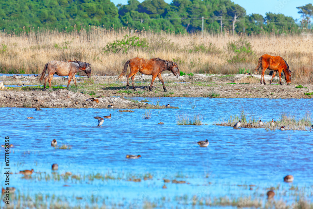 Horses grazing in the wild on the shore of a lake. Wildlife reserve with wild horses Horses grazing in the wild on the shore of a lake. Wildlife reserve with wild horses
