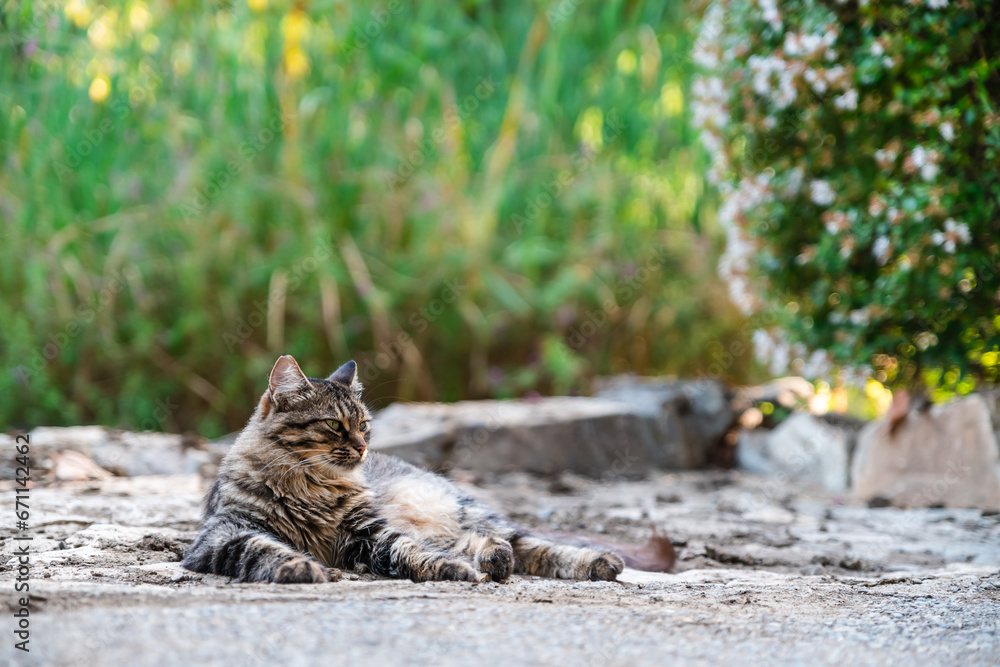 Obraz premium A striped stray cat lies imposingly on the asphalt against the backdrop of thick tall grass, bushes and stones