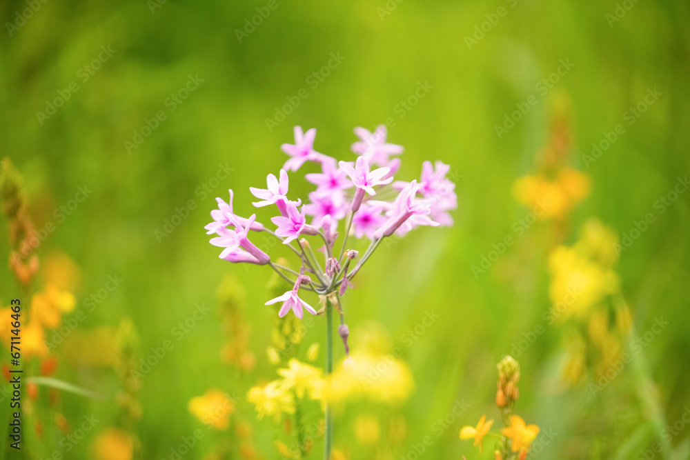 Floral background with with a pale pink flower Floral background with with a pale pink flower