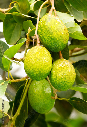 several avocado fruits sing on a tree in africa