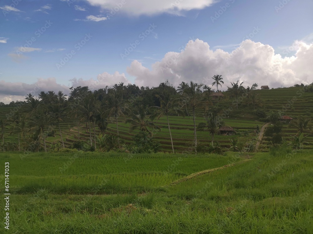 Bali rice terraces are fields arranged in steps on the slopes of the mountains. Protected by UNESCO. Bali rice terraces are fields arranged in steps on the slopes of the mountains. Protected by UNESCO.
