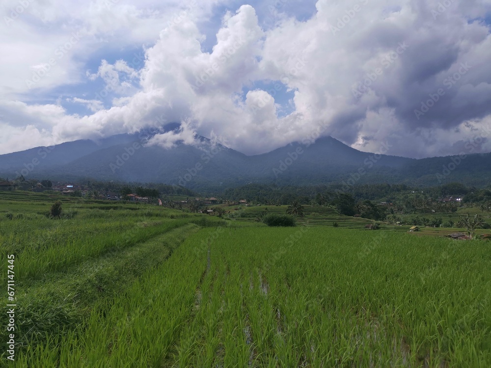 Fototapeta premium Bali rice terraces are fields arranged in steps on the slopes of the mountains. Protected by UNESCO.