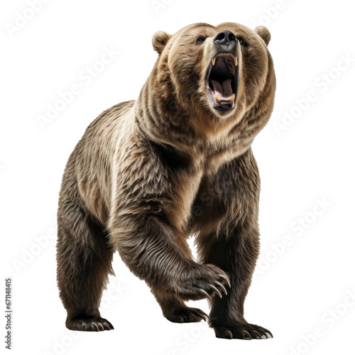 bear standing on its hind legs and growling isolated