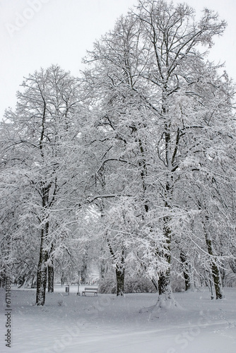 Wallpaper Mural Snow covered trees. Winter landscape, snowy blizzard. Torontodigital.ca
