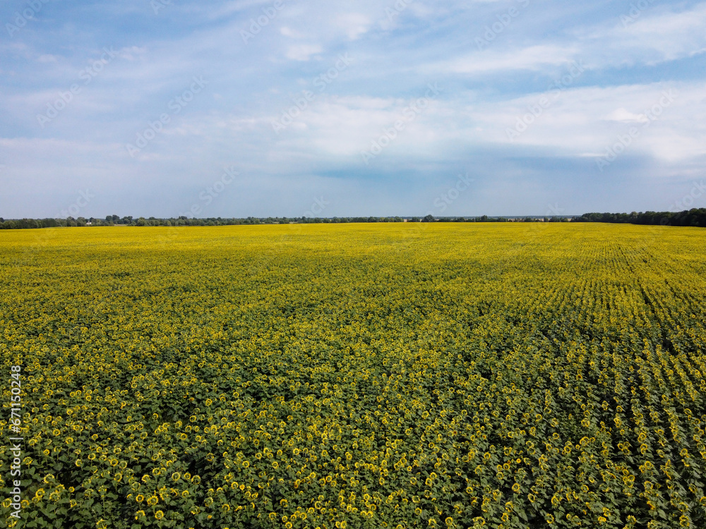 Fototapeta premium A picturesque field of sunflowers under a blue sky, aerial view. A farm field on a hot summer day, landscape.