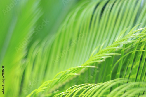 Abstract texture background. Beautiful light shadow on a large palm leaf. Striped palm foliage in rain forest. Green pattern. Close up green palm leaf texture. Ecology or greenery wallpaper.