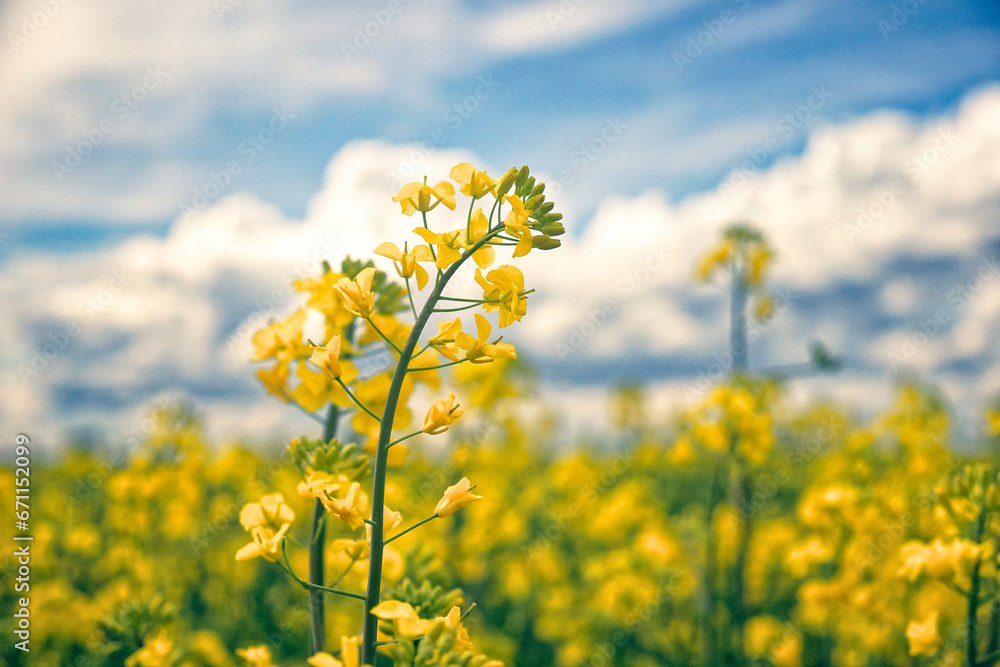 Blooming rapeseed on a background of blue sky on a sunny day. Blooming rapeseed on a background of blue sky on a sunny day.