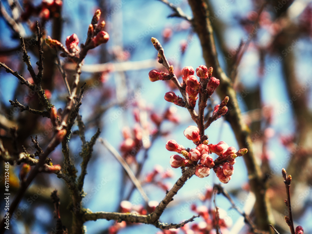 The ethereal beauty of pink apricot blossom buds on a tree branch, set against the backdrop of a clear blue sky. Apricot tree flower buds. Apricot tree branches on a background of blue sky in spring. The ethereal beauty of pink apricot blossom buds on a tree branch, set against the backdrop of a clear blue sky. Apricot tree flower buds. Apricot tree branches on a background of blue sky in spring.