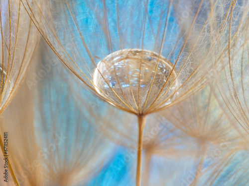 flower fluff, dandelion seeds with rain drop - beautiful macro photography with abstract bokeh background