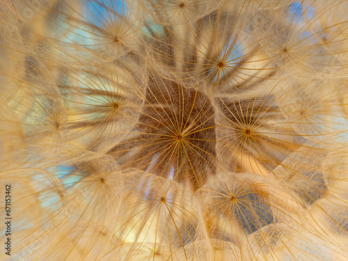 flower fluff, dandelion seeds - beautiful macro photography with abstract bok...